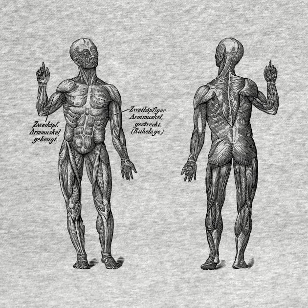 Arm Muscular System - Dual View - German Diagram - Vintage Anatomy by Vintage Anatomy Prints